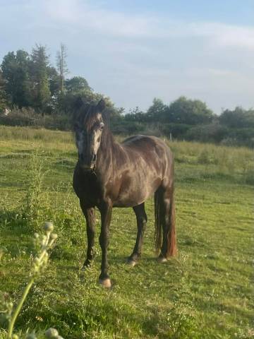 Ponette dartmoor 25 ans