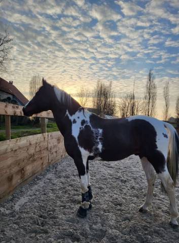 Entier pie homozygote de 7 ans 