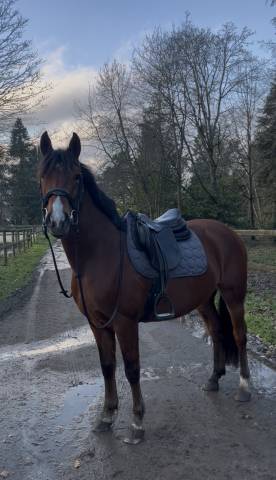 Poney espagnol - 5 ans - 1m47