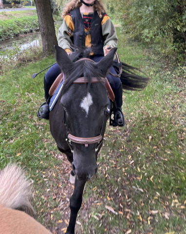 Poney new forest polyvalente et attachante