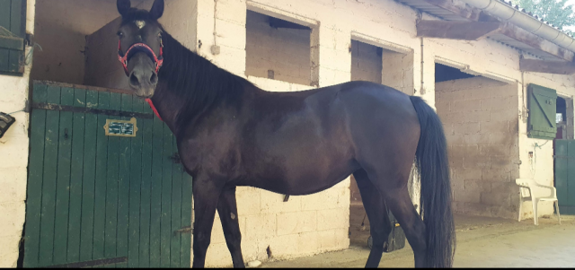 Jument onc 1m55 - 12 ans 