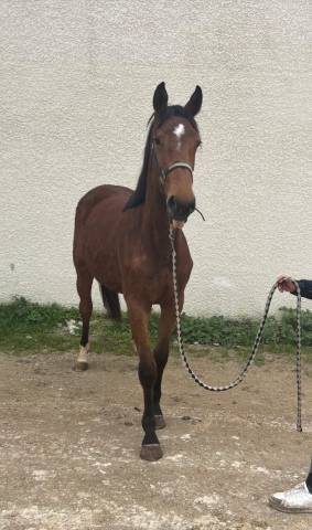 Cause cessation d'élevage femelle sf 2 ans