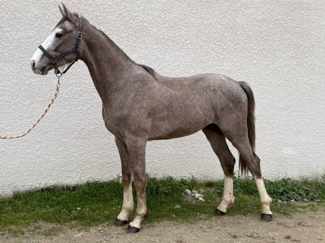 Cause cessation d'élevage male sf 2 ans