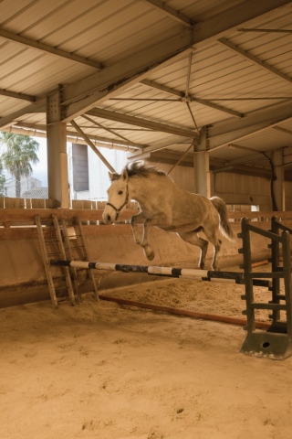 Cause cessation d'élevage male aa 3 ans