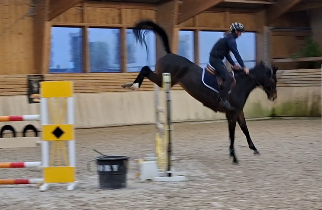 Belle jument potentiel 135