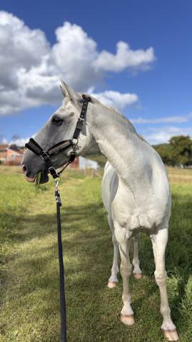 Cheval lipizzan