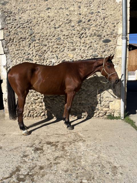 Hongre selle français 6ans