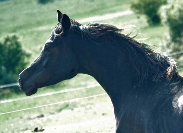 Jument pur sang arabe noir homozygote
