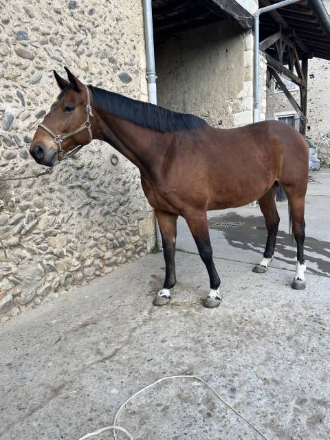 Hongre selle français 9ans