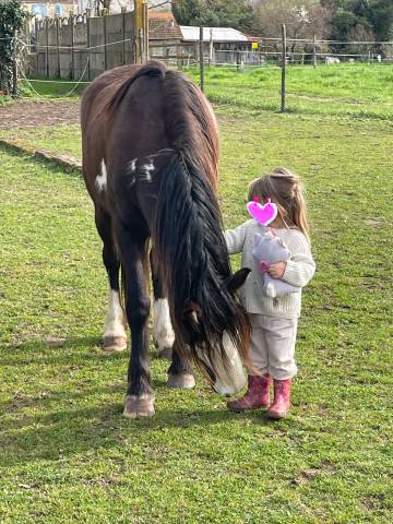 Jument irish part bred