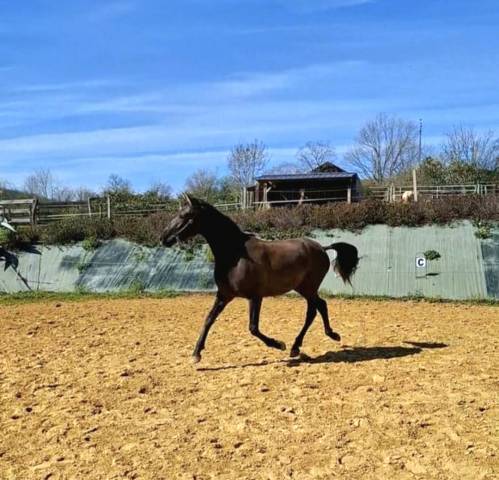 Magnifique pouliche pp pre 2024