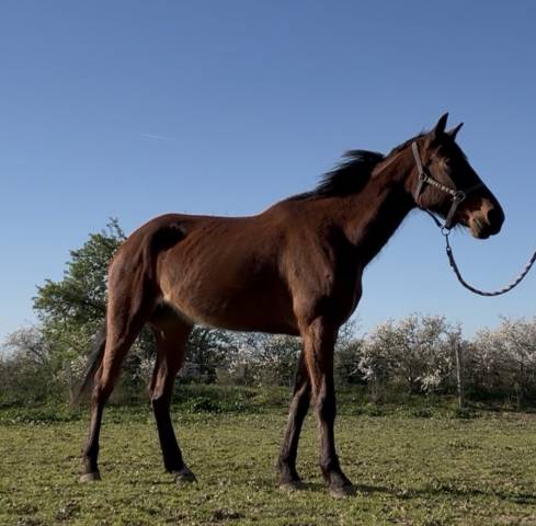 Super jument pour loisir ou sport