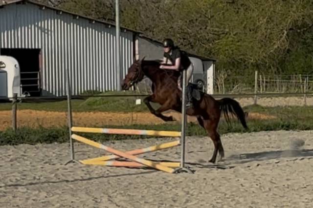 Super jument pour loisir ou sport