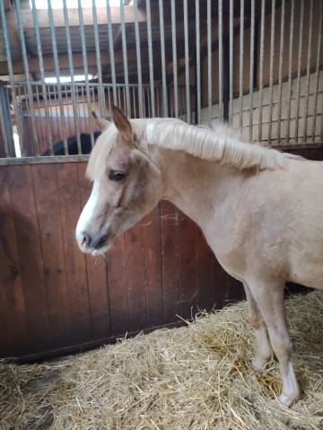 Noreo du listrane  : étalon dsa palomino 