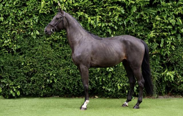 Selle français de 5 ans à vendre (cso cce dressage) 