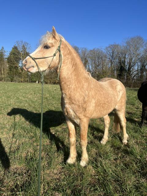 Nobélium du krystal  : saillie étalon welsh 