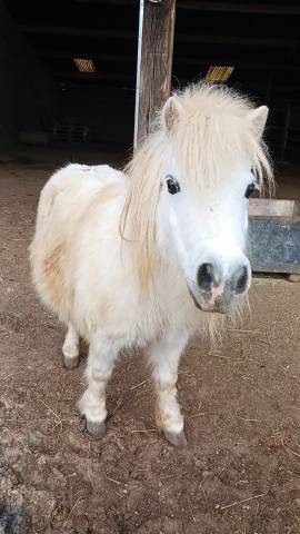 Jument miniature américaine 