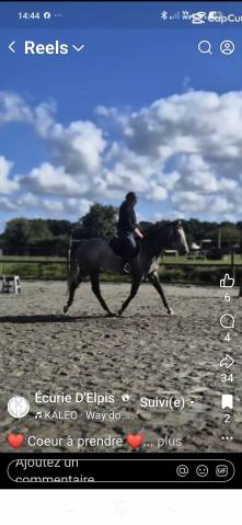 Très joli pur sang travaillé ..  éthologie. dans le 22