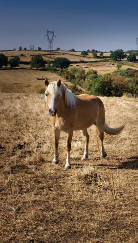 Jument haflinger 