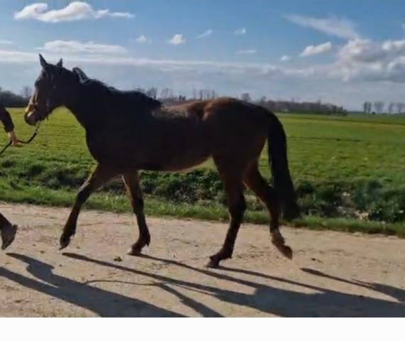 Hongre de 3 ans aqps