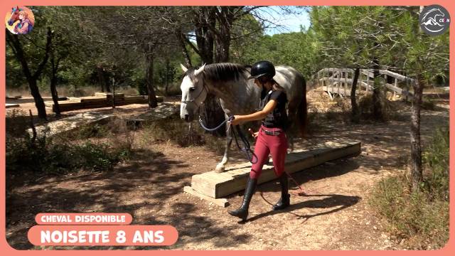  **à vendre – noisette jument 9 ans** 