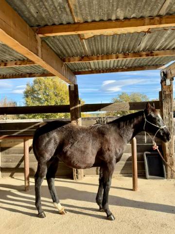 Quarter horse de 1 an