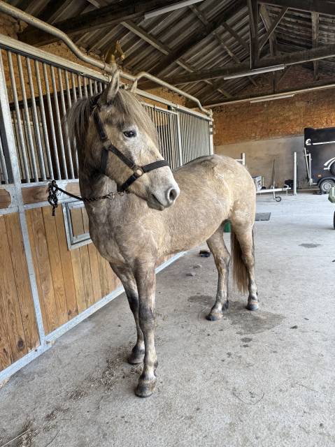 Poney hongre camargue 3 ans