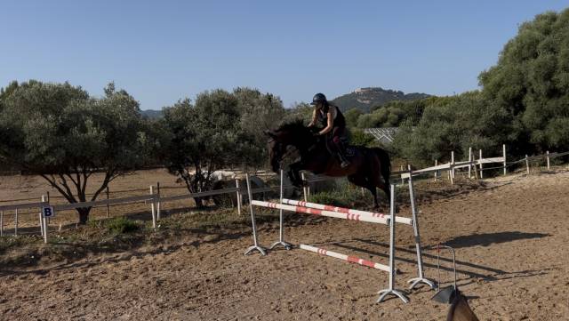 ✨ à vendre – hongre selle français 8 ans ✨