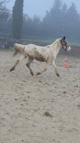 Oc pintaloosa 3 ans