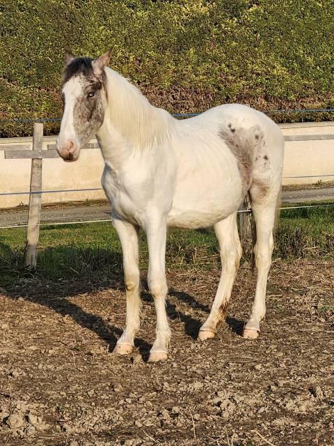 Oc pintaloosa 3 ans 