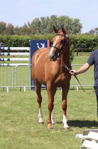 Jument selle français 