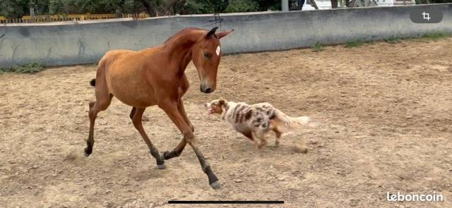 Pouliche lusitanienne