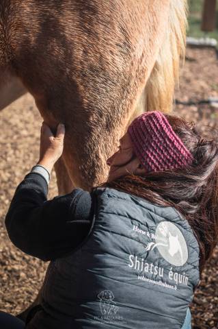 Shiatsu équin bourgogne- auvergne
