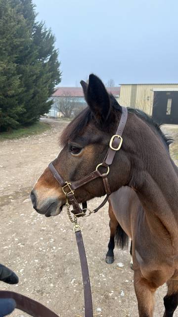 Ponette de as 1 à vendre