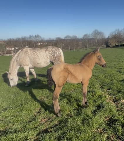 Poulain oc lusitanien x pre