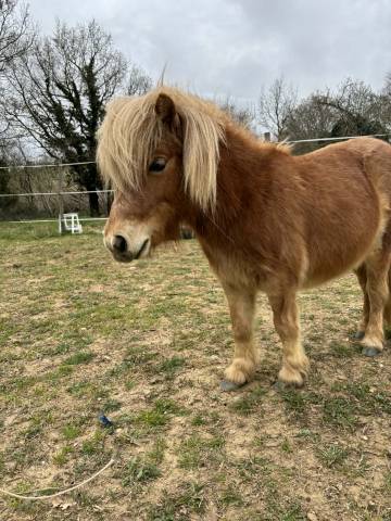 Ponette shetland 1an