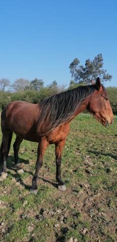 Jument trotteuse réformée 