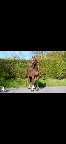 Tolanelo – 3 ans – 1,74 m – gros potentiel cso