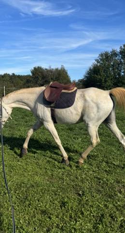 Henri de Rivel Advantage 16,5&rdquo; &ndash; Selle &eacute;quitation polyv