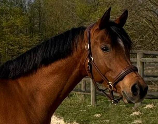 Magnifique pur-sang arabe de 6 ans