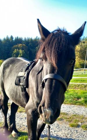 Onc méren/percheron 4 ans