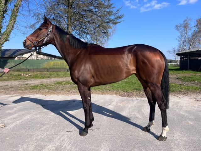 à vendre cheval de reforme