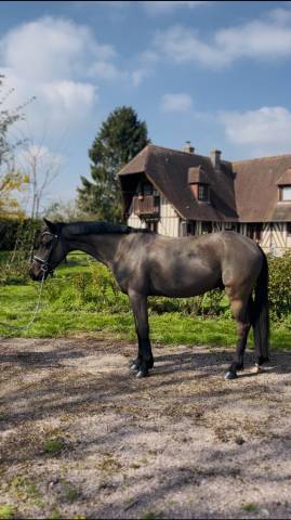 Poney hongre 4 ans