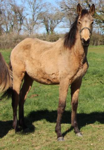 Pouliche sf isabelle