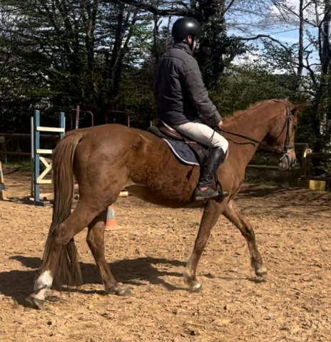 Jument sf ernest x armitage x barbarian