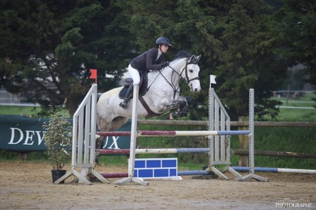 à vendre jument de 7 ans