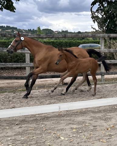Jument sf originel poulinière 
