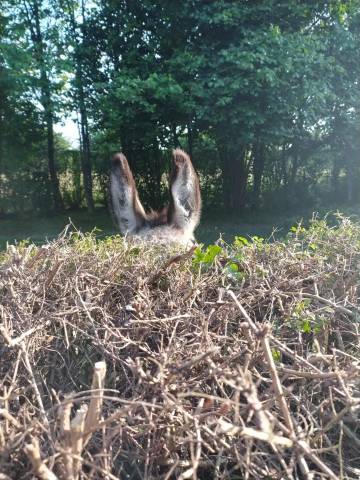 âne du cotentin hongre 6 ans - très doux, papiers ok