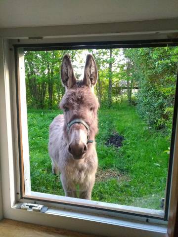âne du cotentin hongre 6 ans - très doux, papiers ok