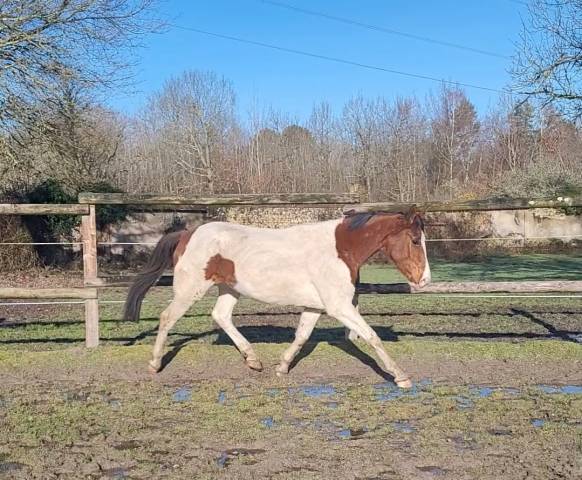 Jument oncs pie 172cm